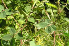 Cassia absus